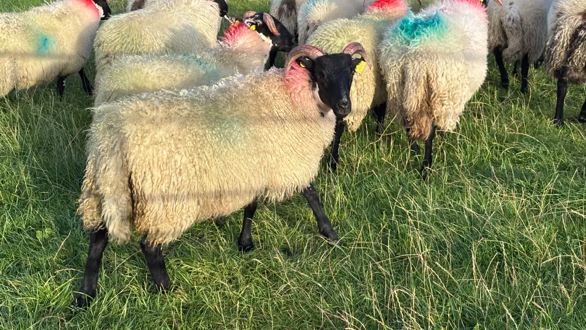 14 Super Lanark Ewe Lambs - Image 2