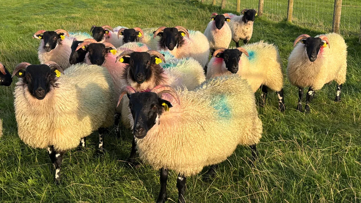 14 Super Lanark Ewe Lambs - Image 1
