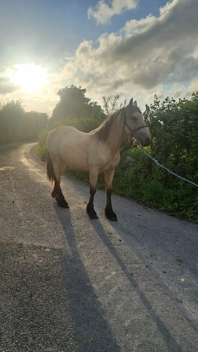 Dun colt - Image 2
