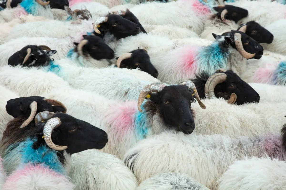 Horned hoggets/ewes or ewe lambs wanted