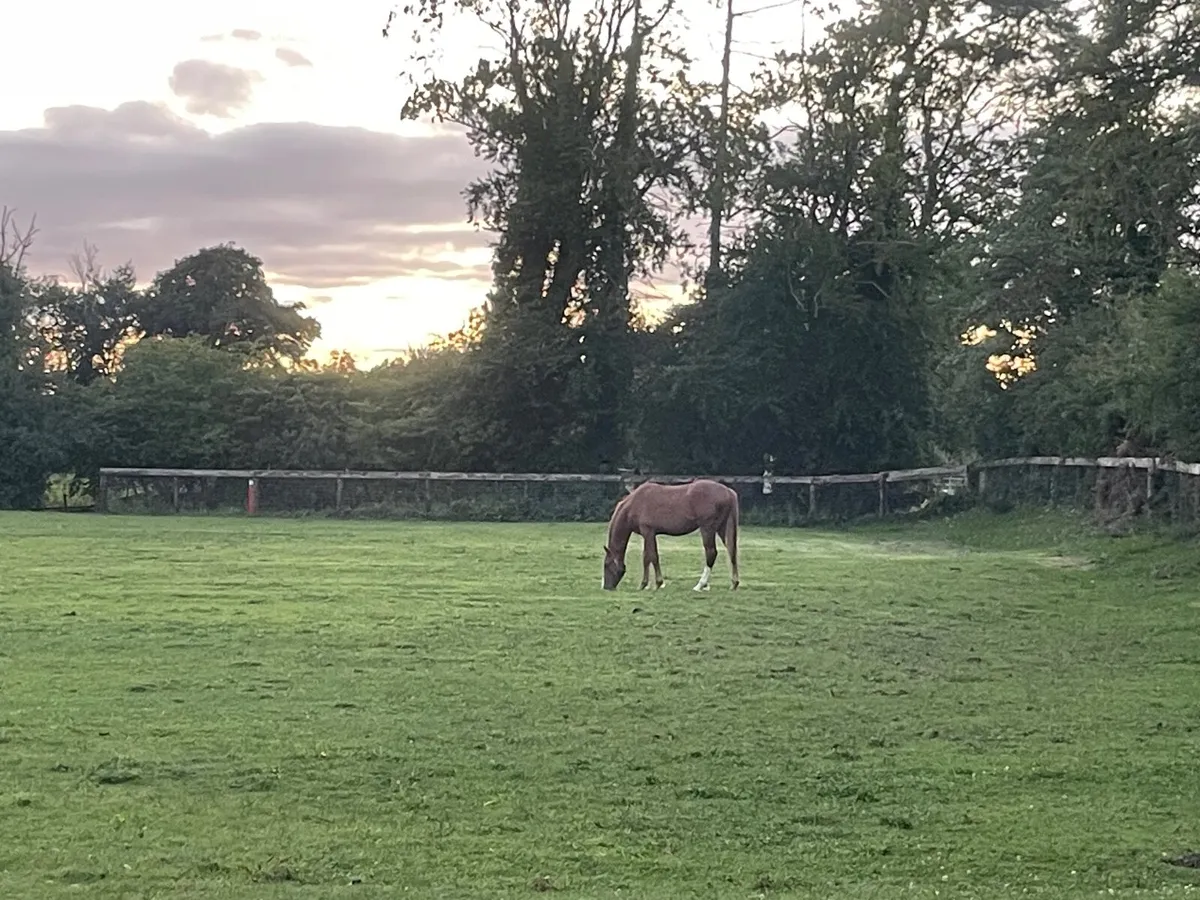 Irish Draught Yearling Colt - Image 1