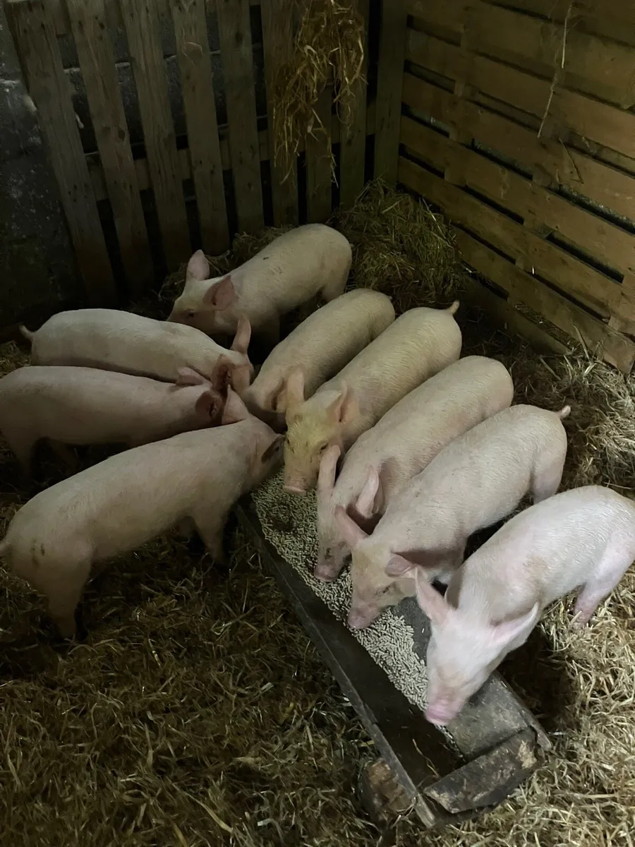 Piglets/ bonhams - Image 1