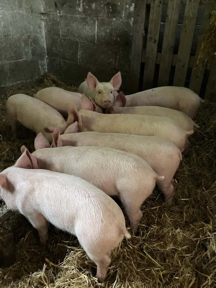 Piglets/ bonhams - Image 2