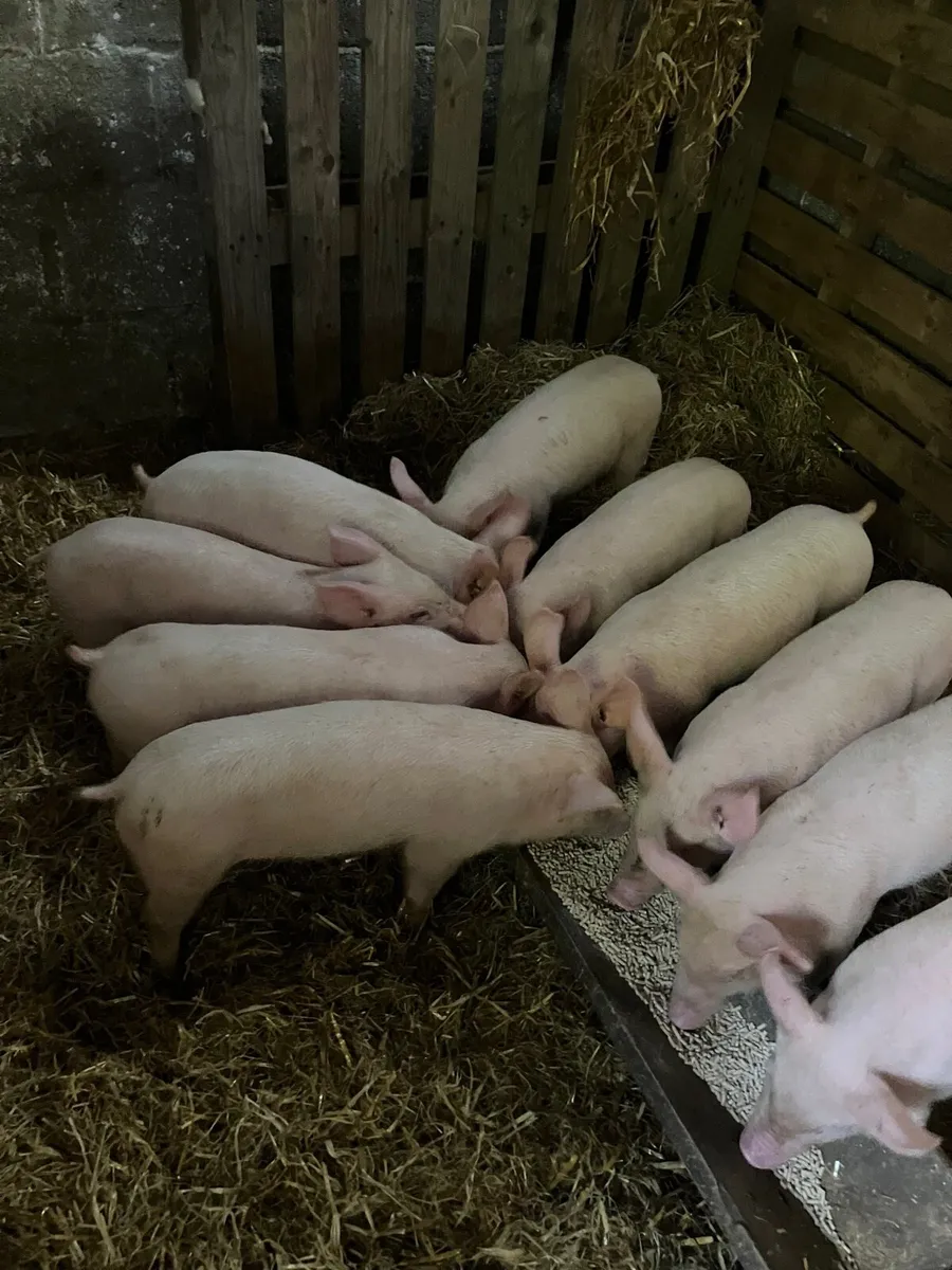 Piglets/ bonhams - Image 3
