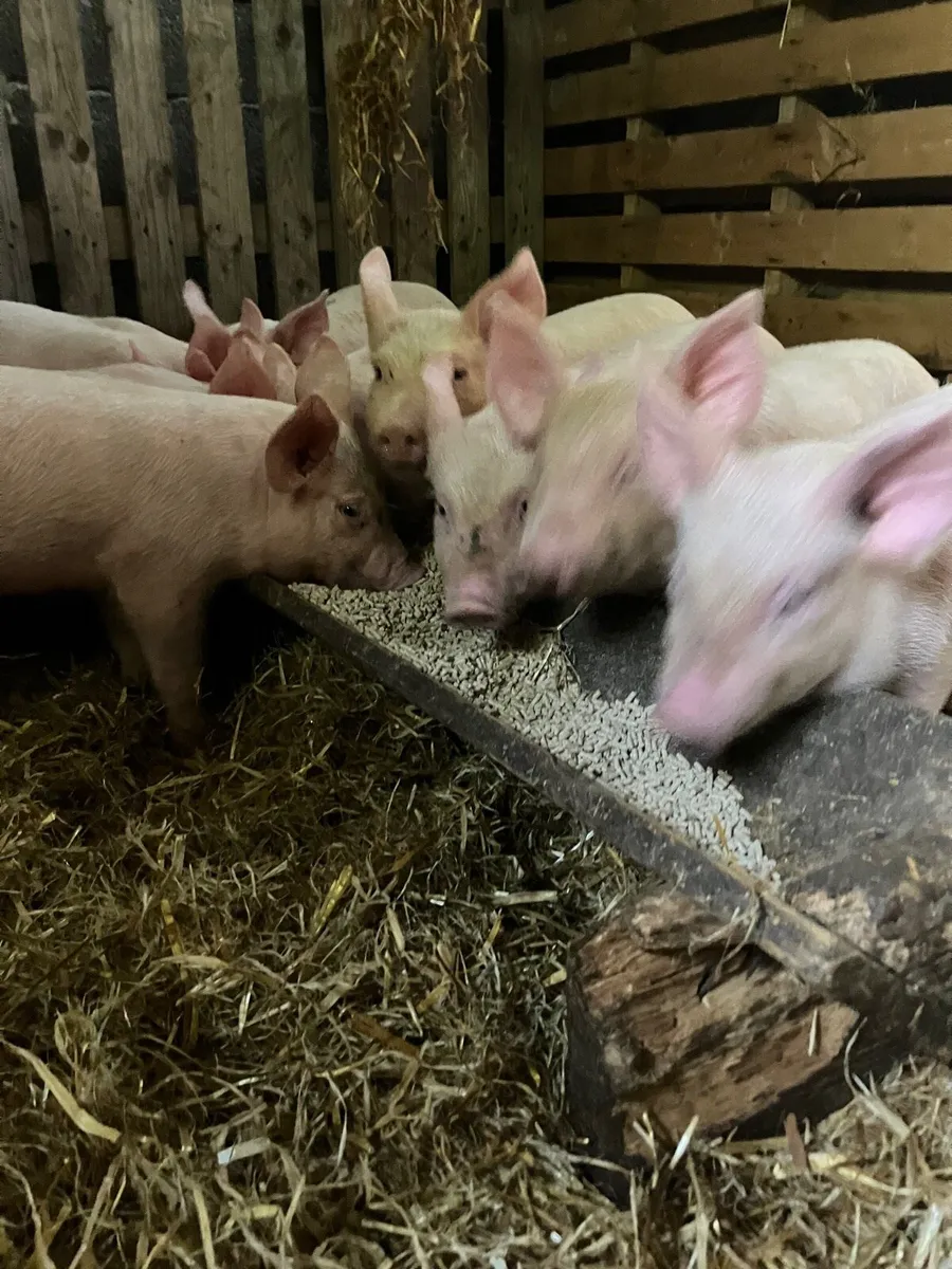 Piglets/ bonhams - Image 4
