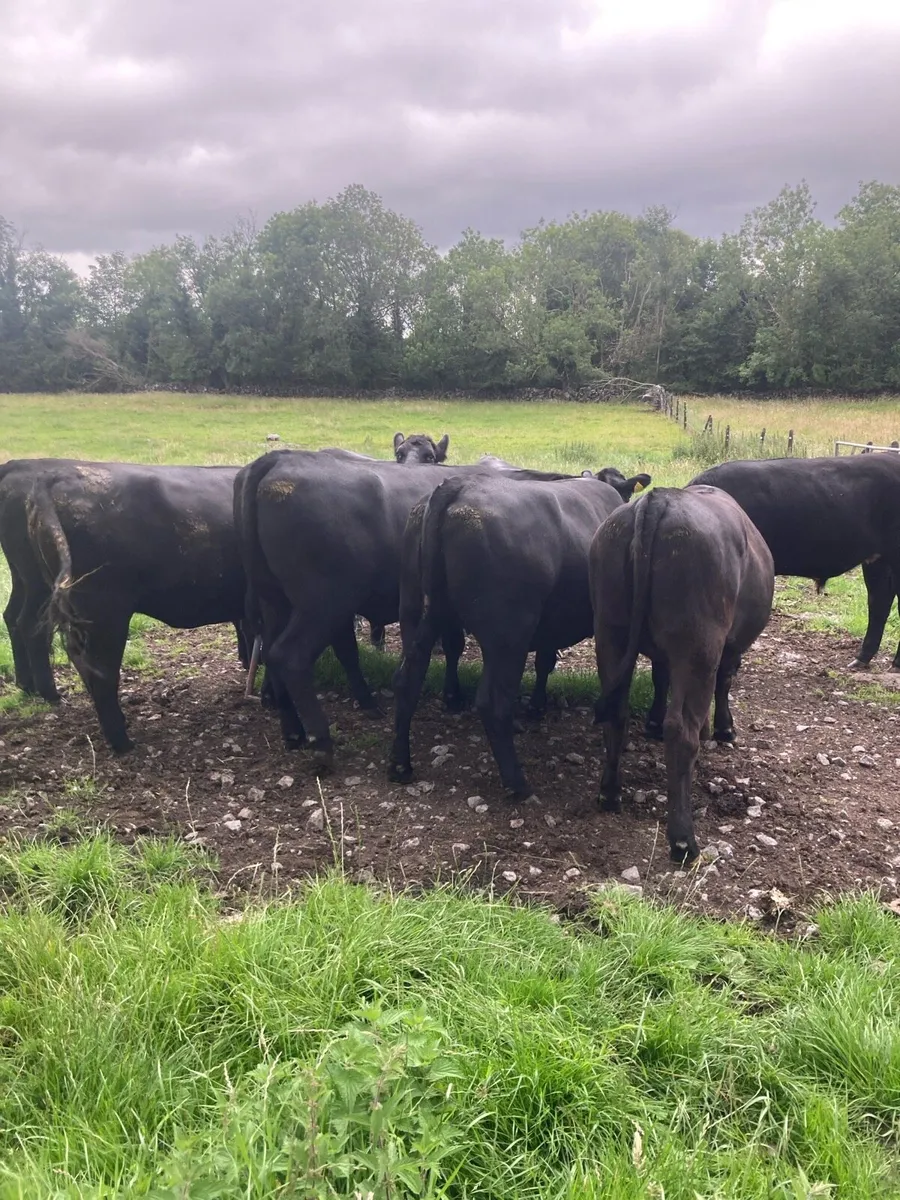 Angus cattle