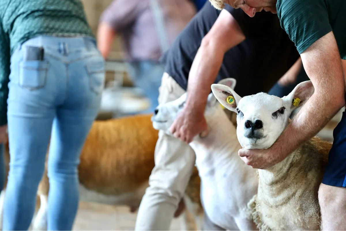 Texel Rams - Image 1