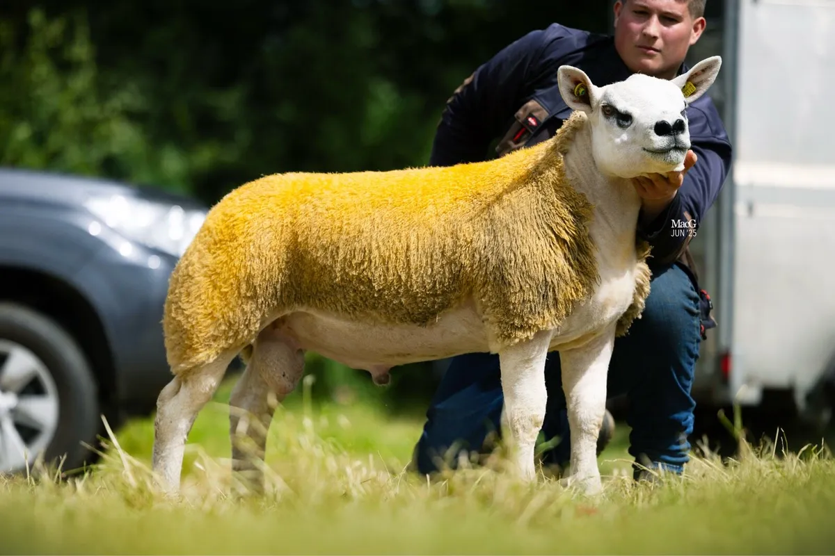 Texel Rams - Image 3