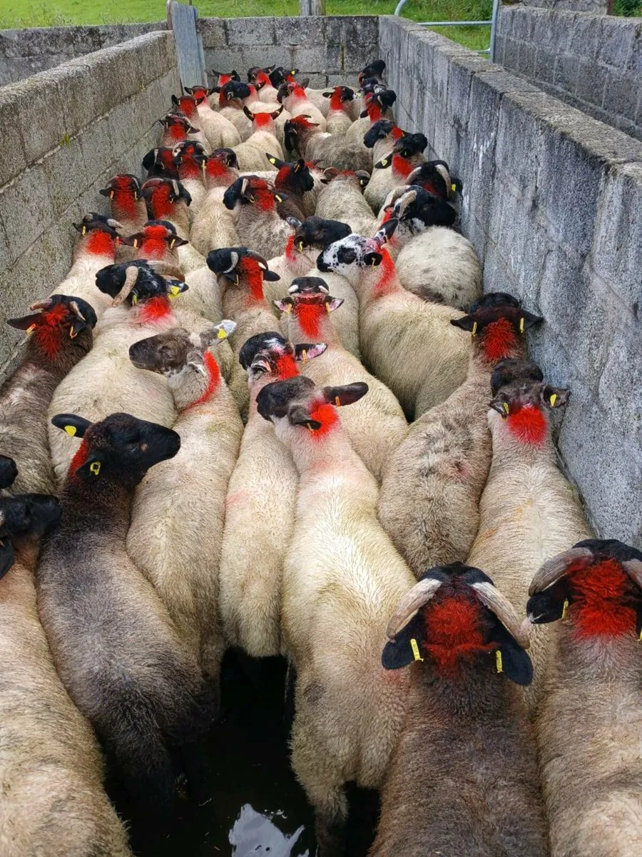 50 super ram lambs - Image 2