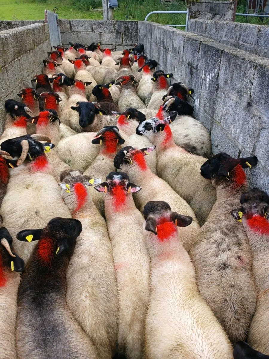 50 super ram lambs - Image 3