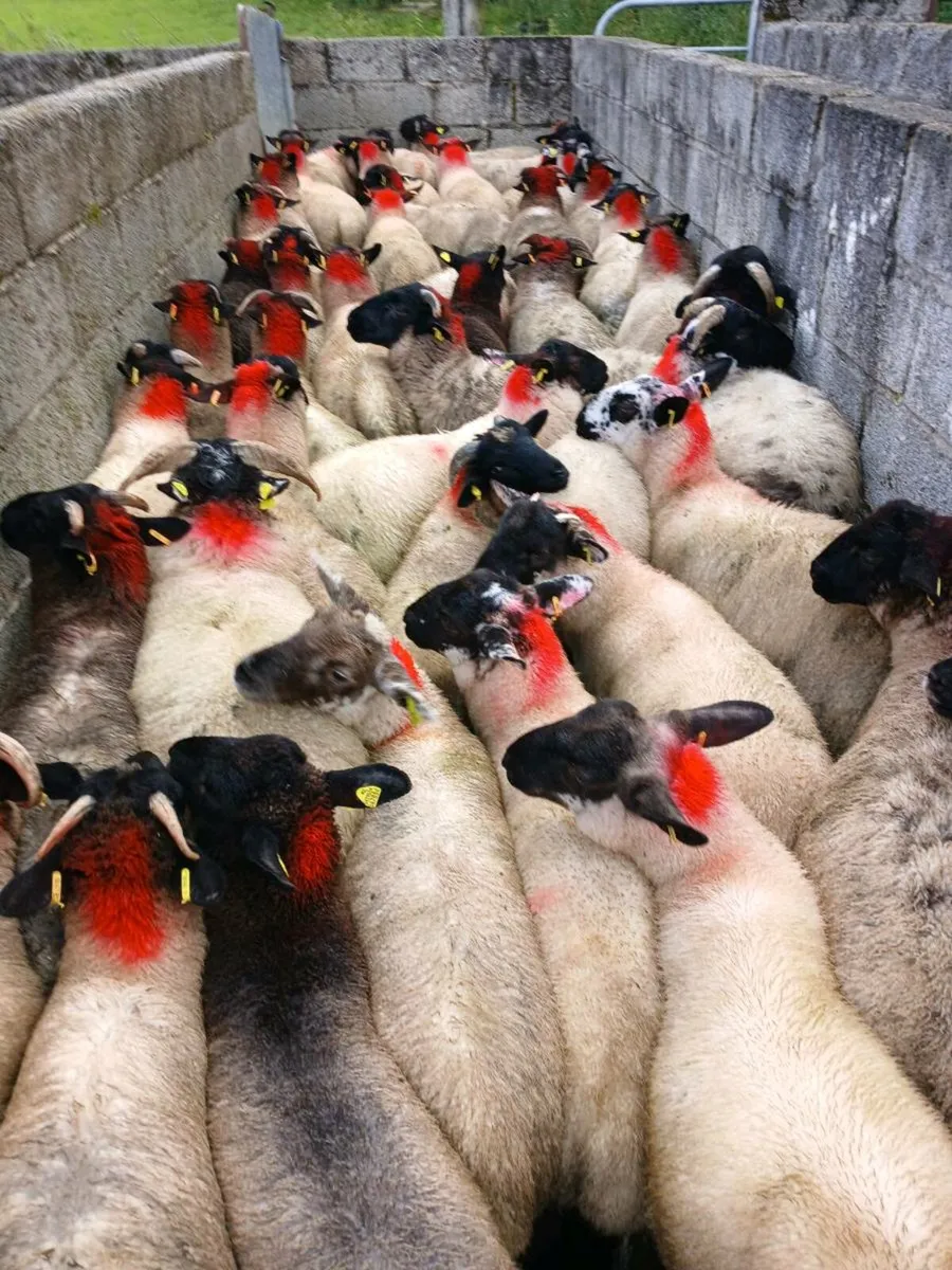 50 super ram lambs - Image 4
