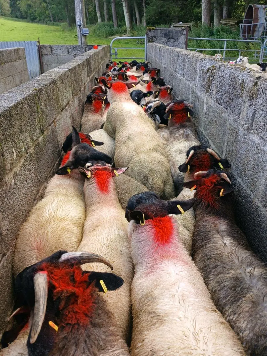 50 super ram lambs - Image 1