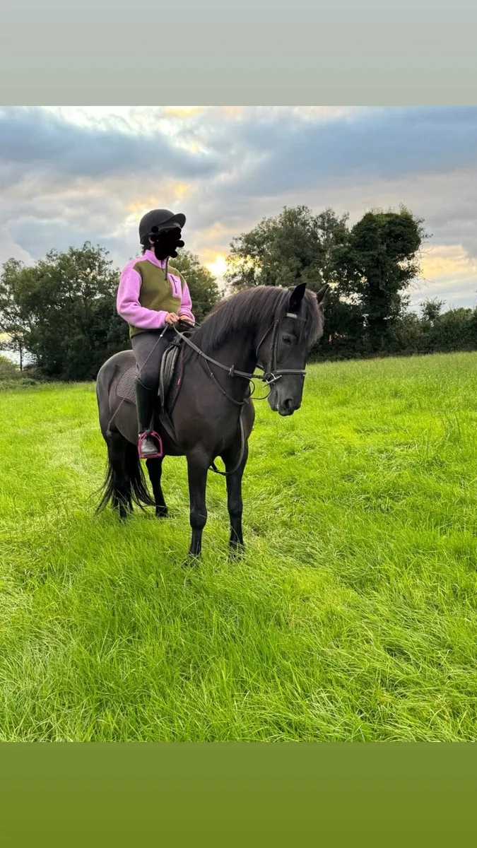 Stunning mare - Image 1