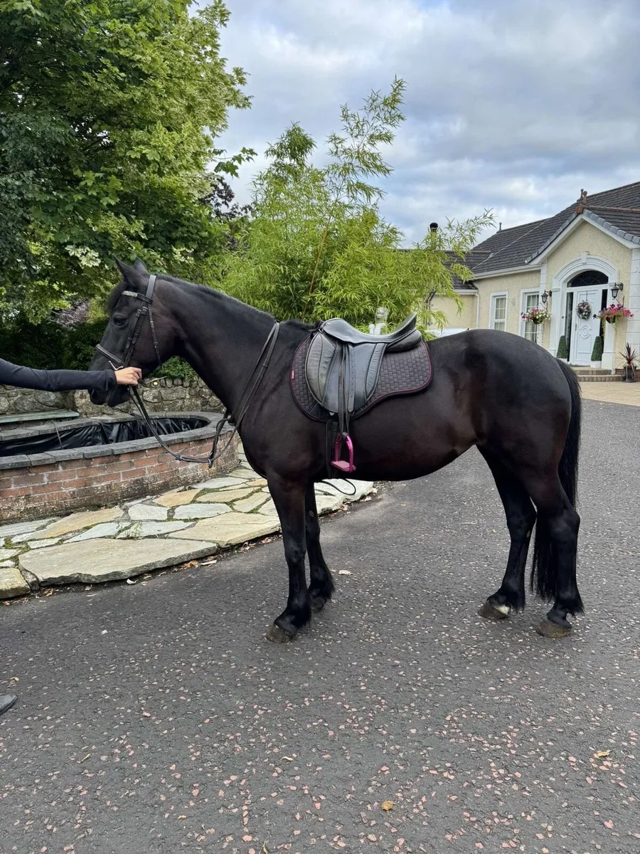 Stunning mare - Image 2