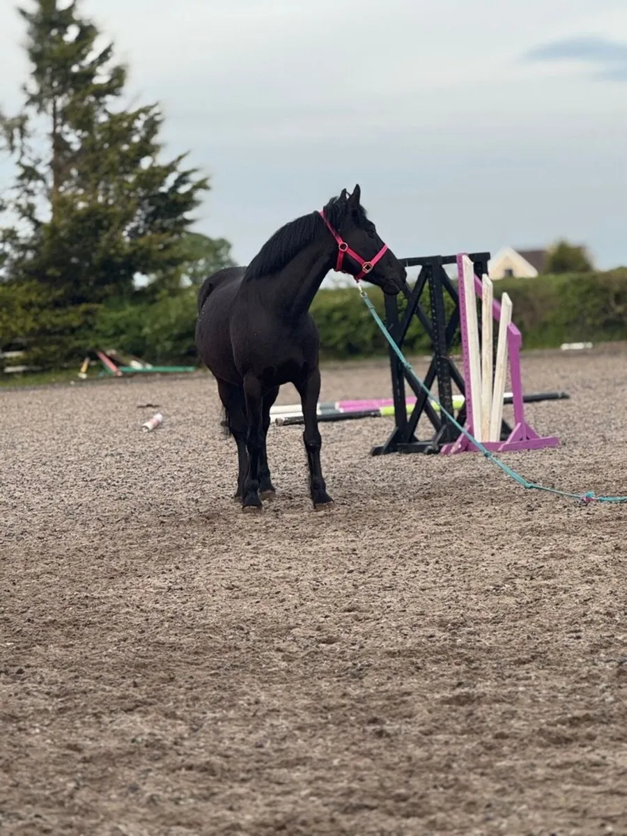 Stunning mare - Image 3