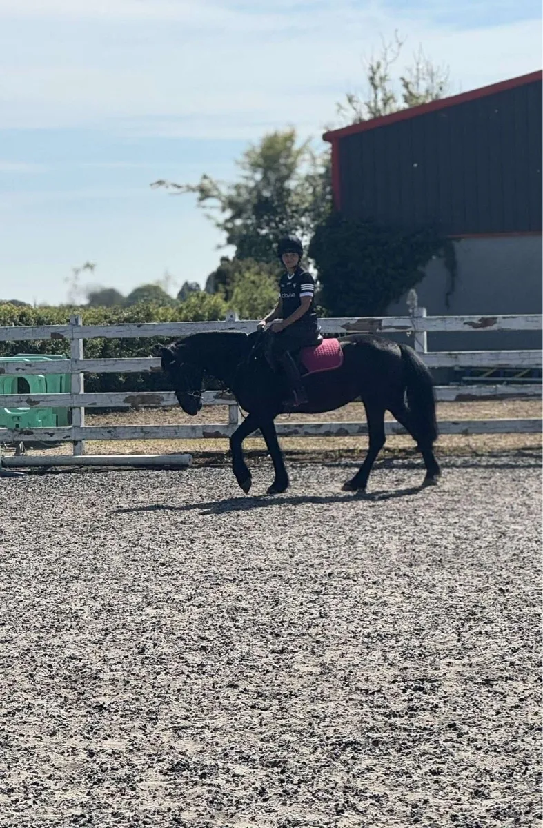 Stunning mare - Image 4