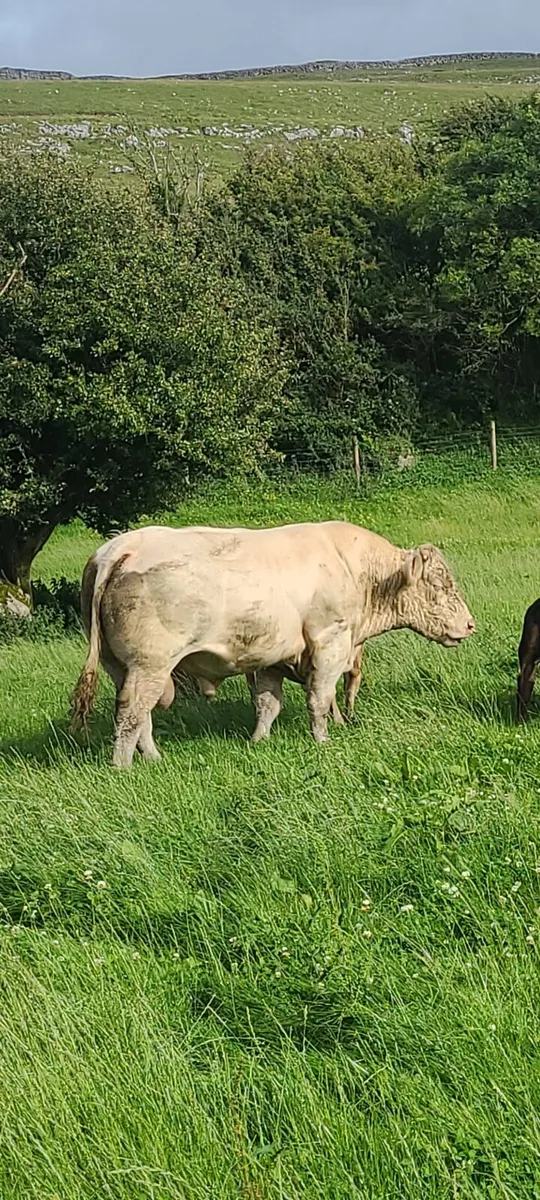 Charolais bull Ennis mart Thursday 7th August. - Image 1