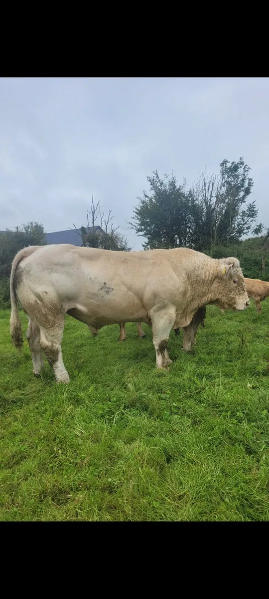 Charolais bull Ennis mart Thursday 7th August. - Image 2