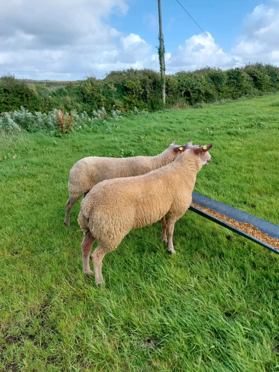 SIS Ped Rouge Rams - Image 1