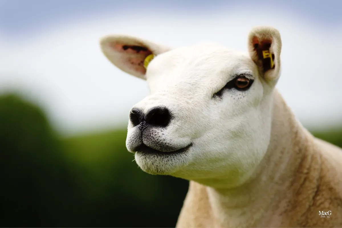 Texel Females - Image 1