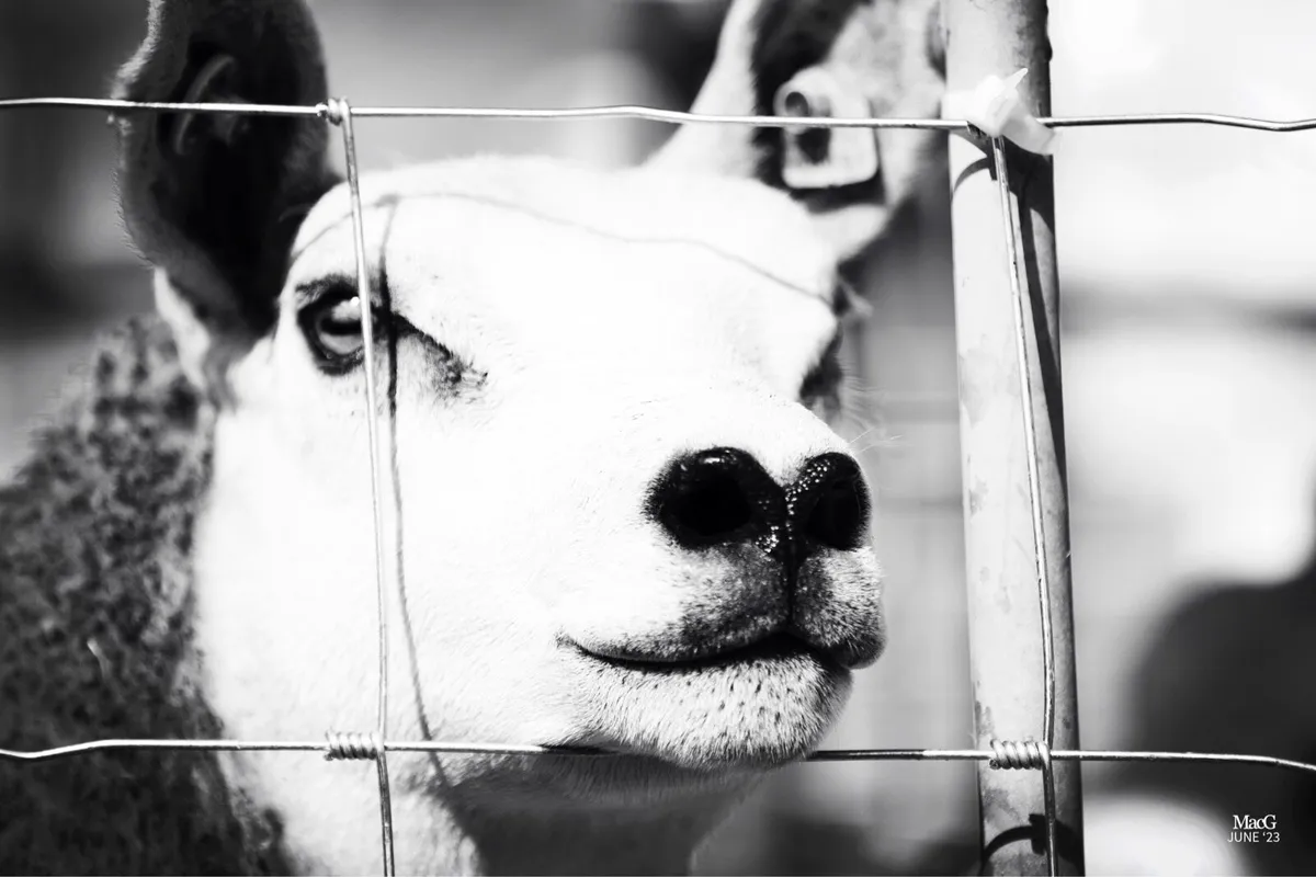 Texel Females - Image 3