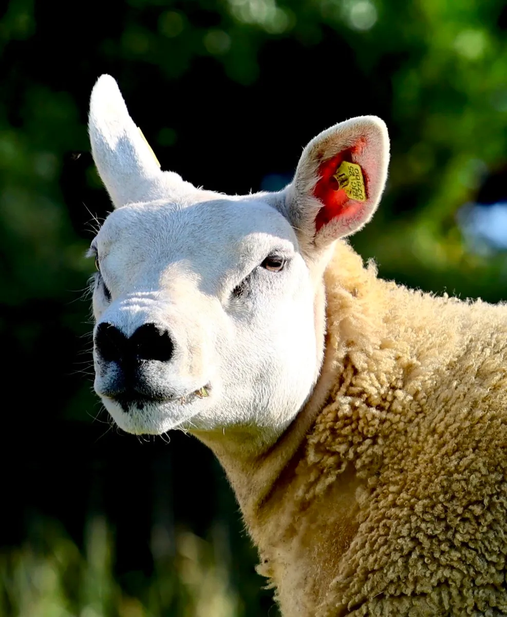 Texel Females - Image 4