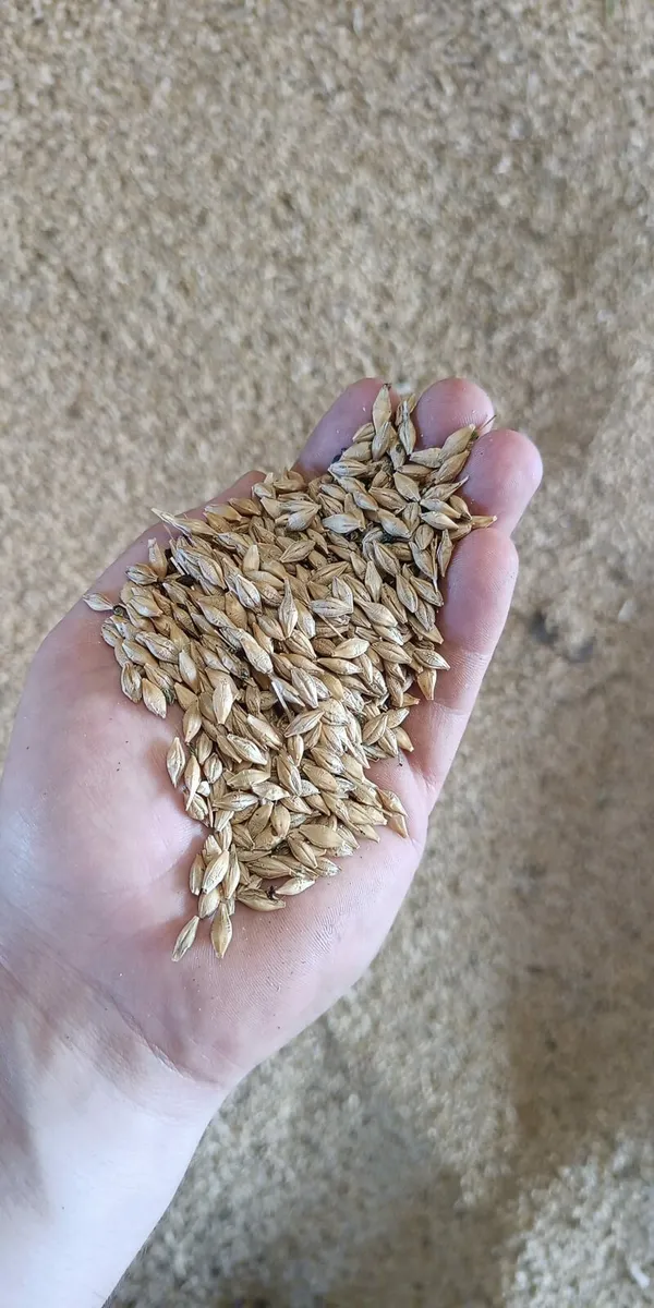 Organic spring Barley 40 tonnes - Image 1