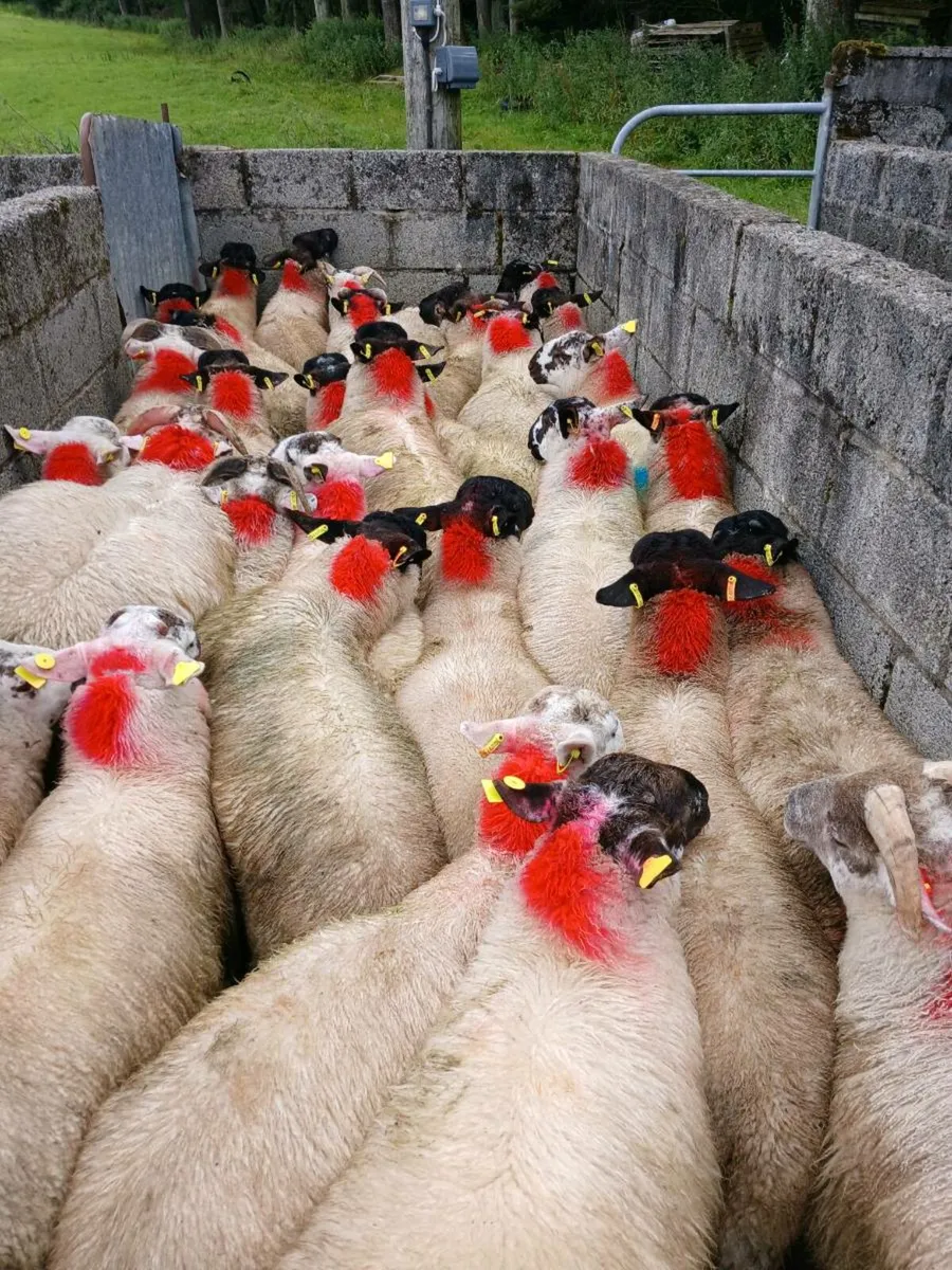 40 super ram lambs - Image 3