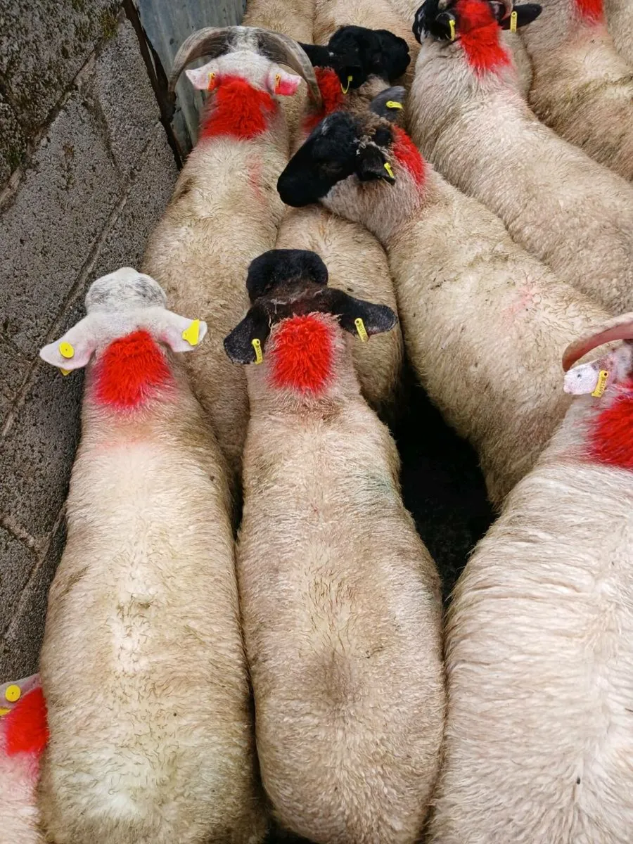 40 super ram lambs - Image 4