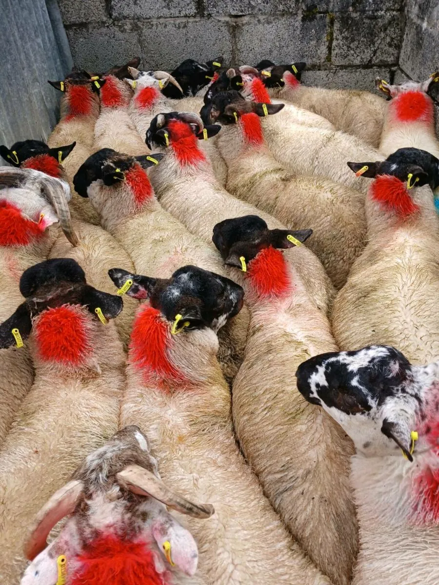40 super ram lambs - Image 1