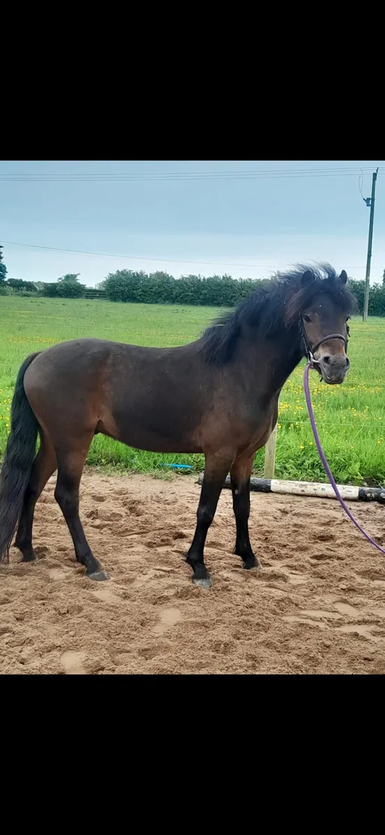 122cm 4 year old Dartmoor - Image 1