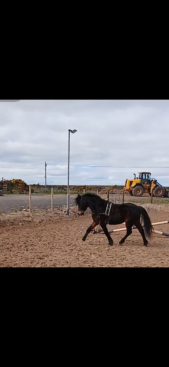 122cm 4 year old Dartmoor - Image 2