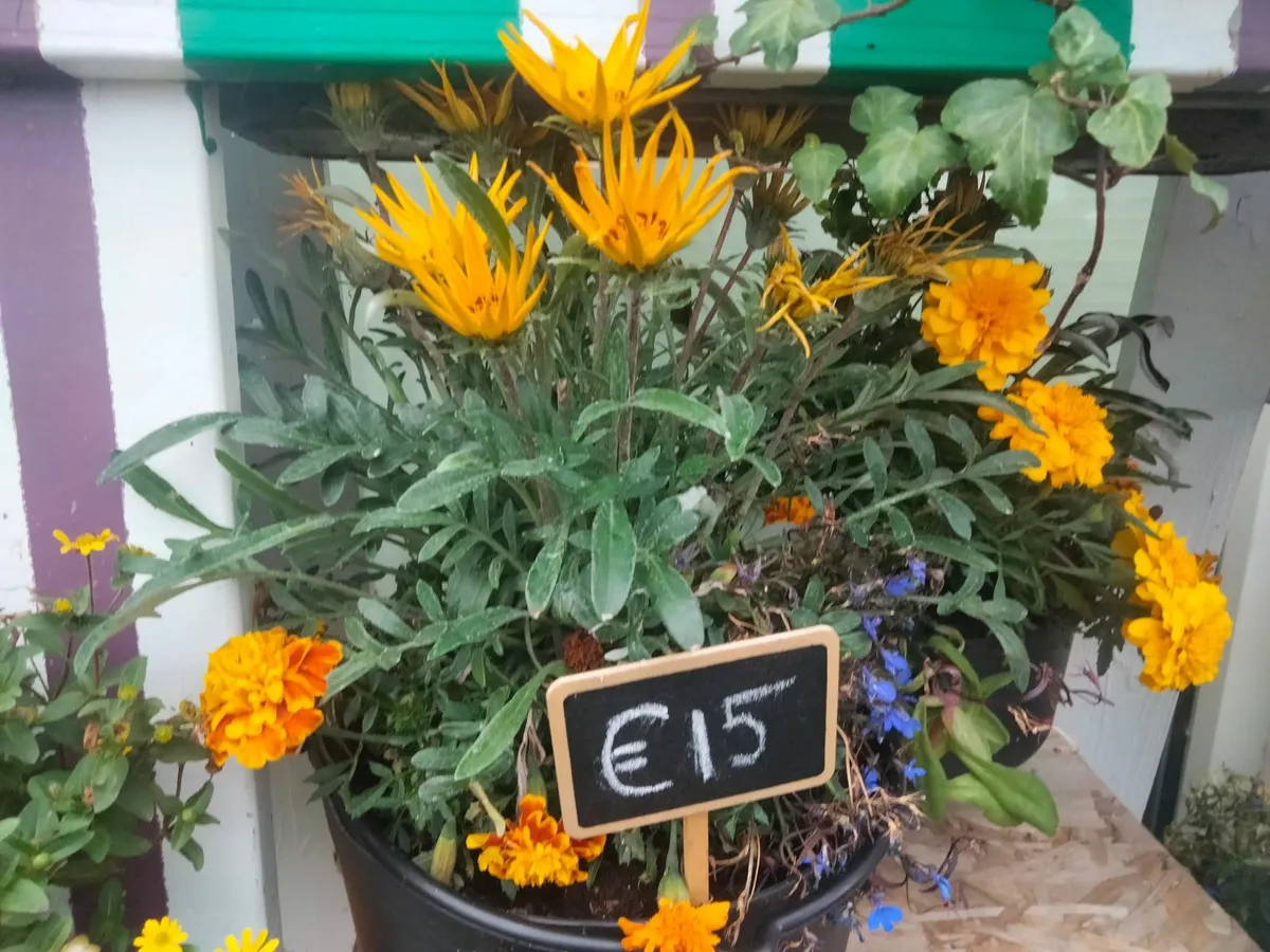 Flowers, plants, baskets, containers - Image 1