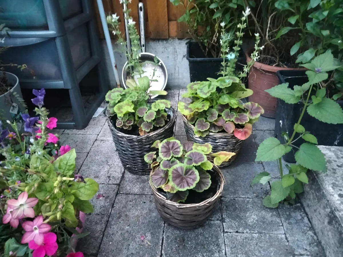 Flowers, plants, baskets, containers - Image 2