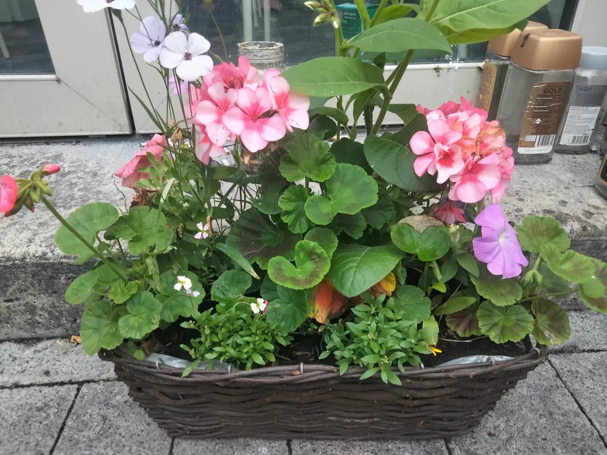 Flowers, plants, baskets, containers - Image 3