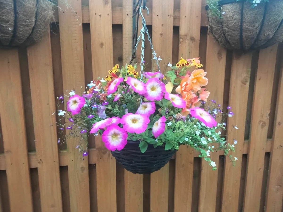 Flowers, plants, baskets, containers - Image 4
