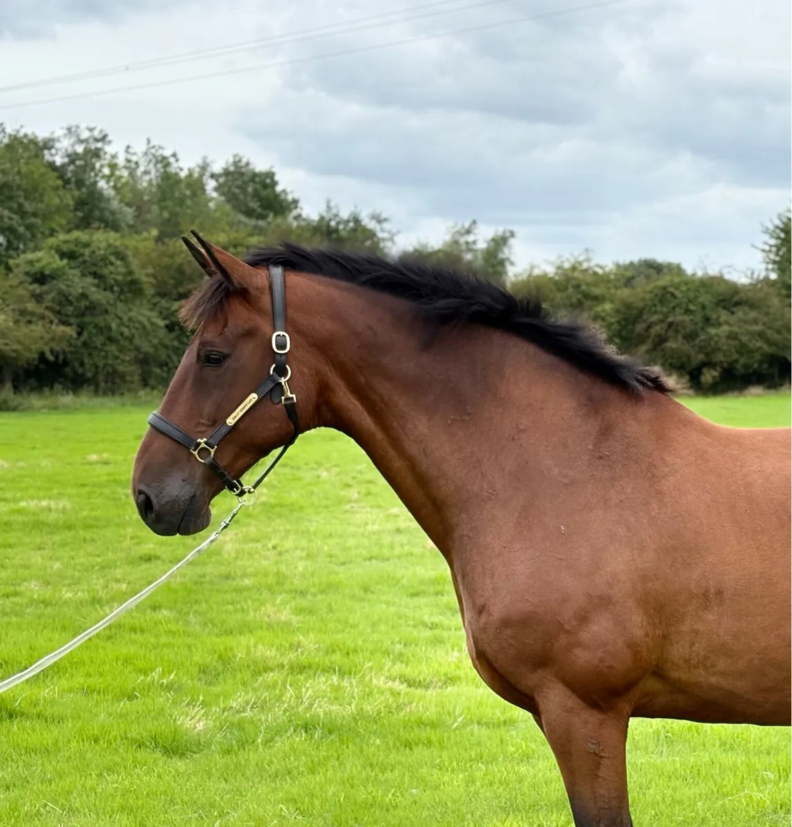 Smashing 17.2 Hunt Horse - Image 1