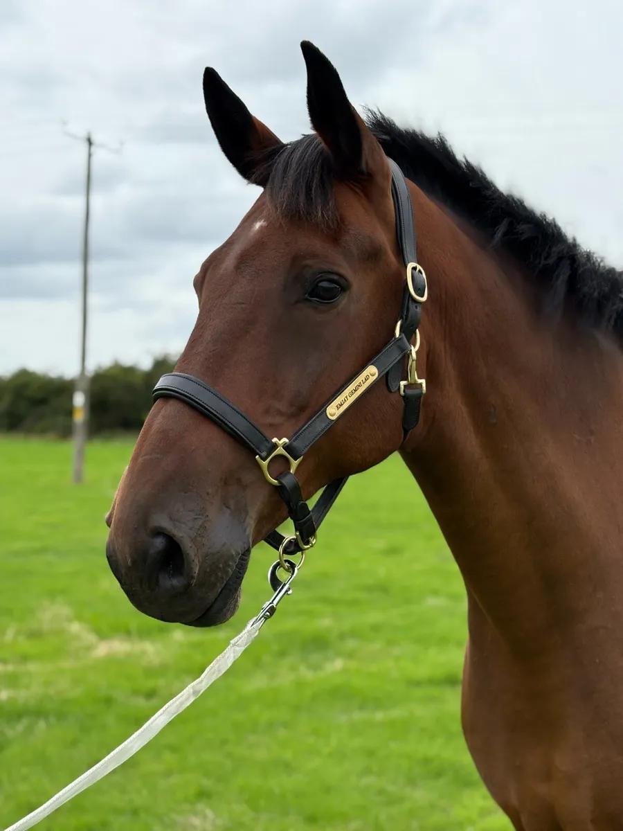 Smashing 17.2 Hunt Horse - Image 3