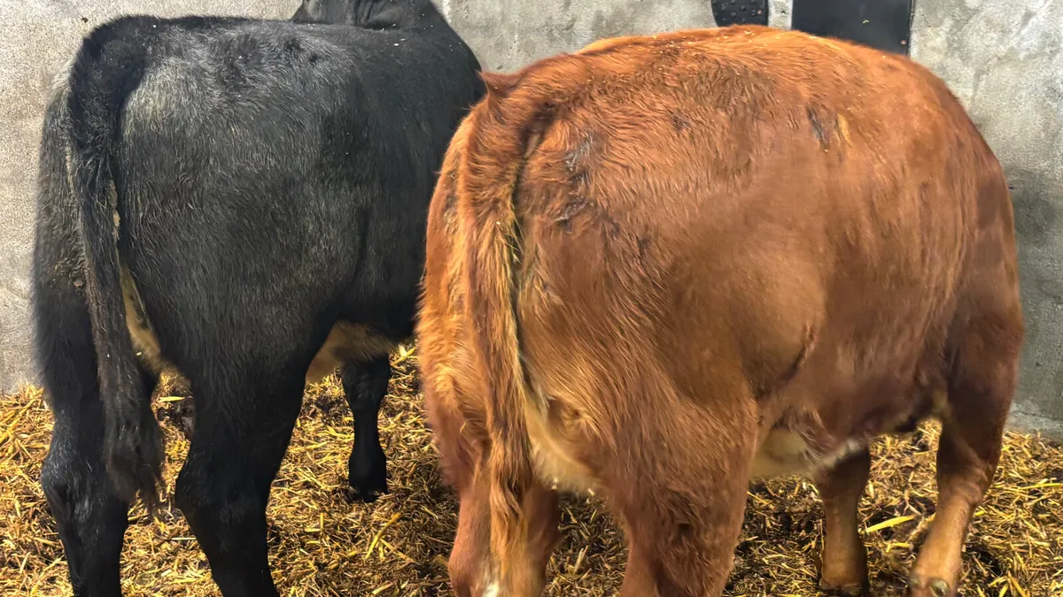 ⭐️ 2 Shorthorn Heifer Wealings ⭐️ - Image 4