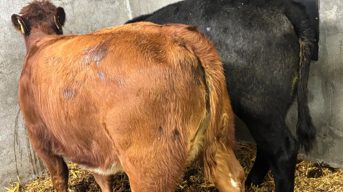 ⭐️ 2 Shorthorn Heifer Wealings ⭐️ - Image 2