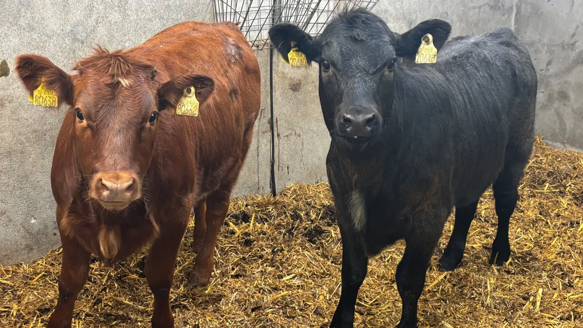 ⭐️ 2 Shorthorn Heifer Wealings ⭐️ - Image 3