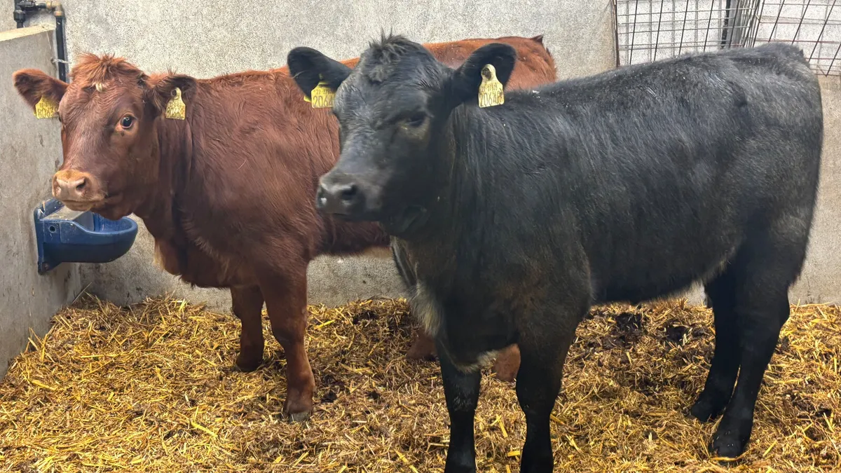 ⭐️ 2 Shorthorn Heifer Wealings ⭐️ - Image 1