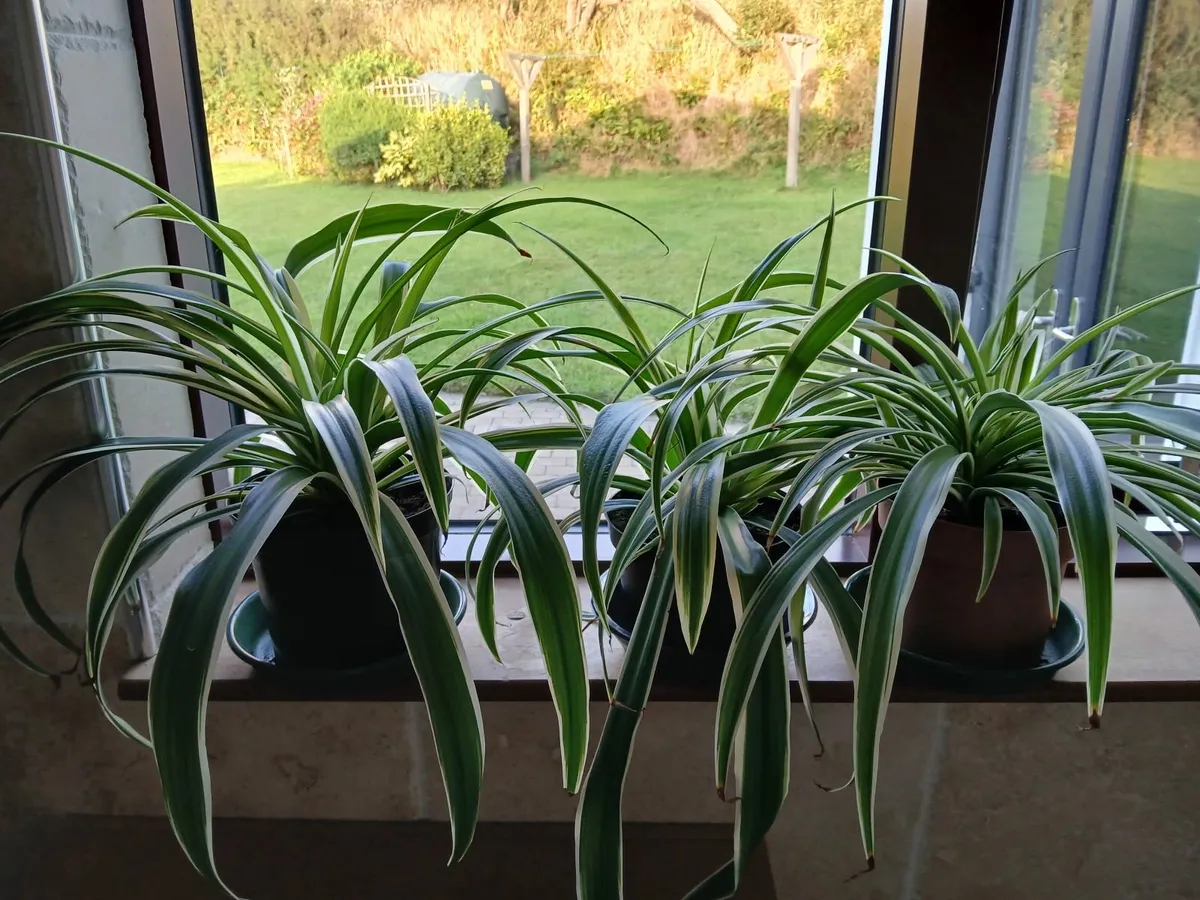 Very large spider plants - Image 1