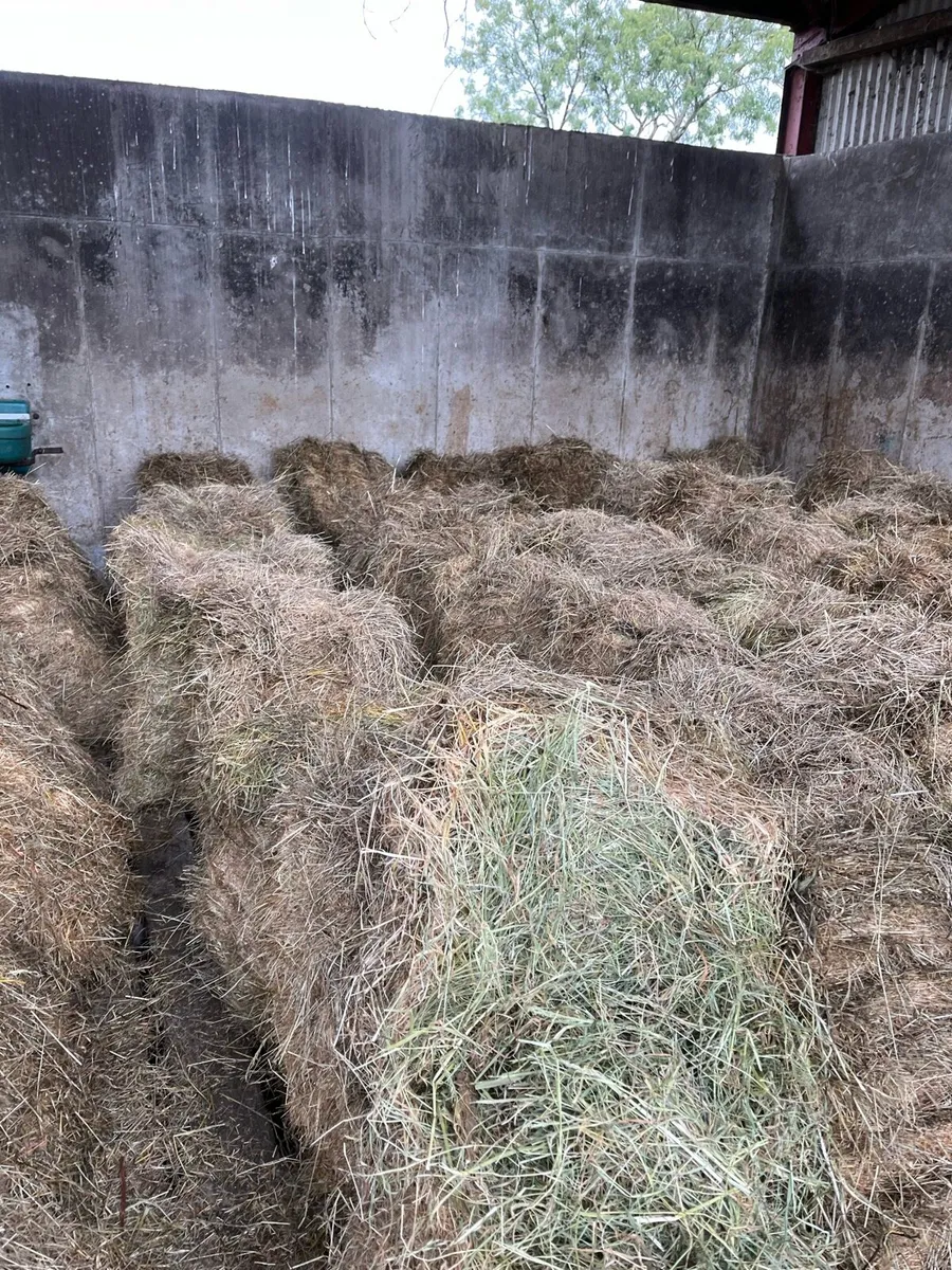 70 square bales of hay - Image 1