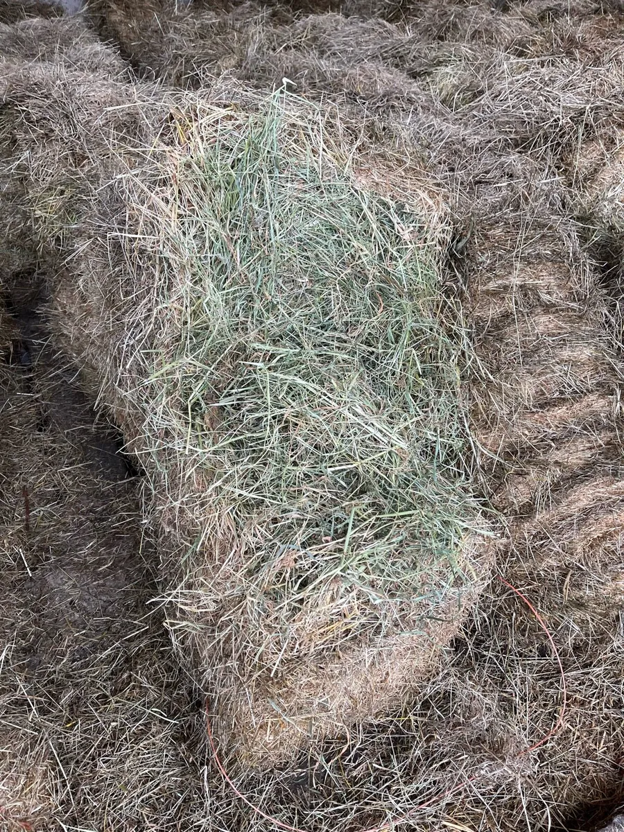 70 square bales of hay - Image 2