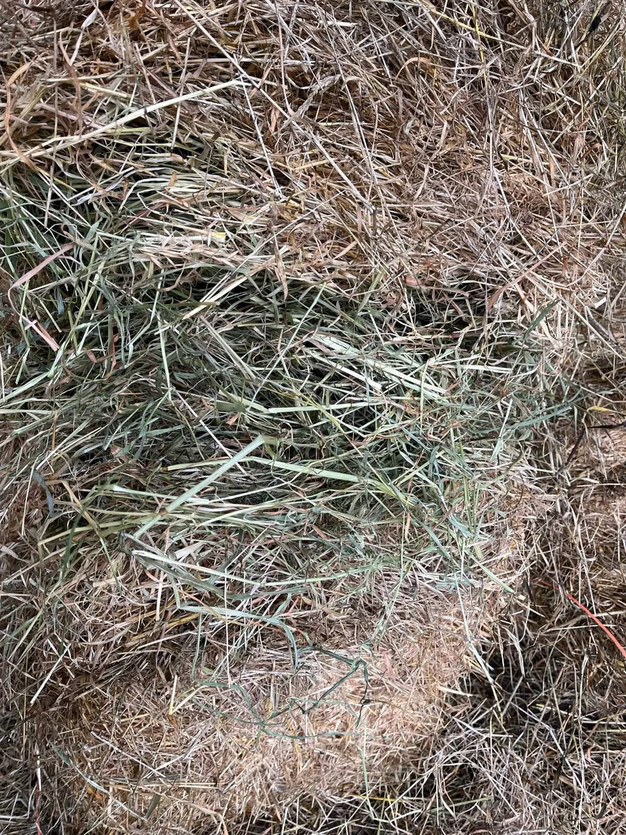 70 square bales of hay - Image 3