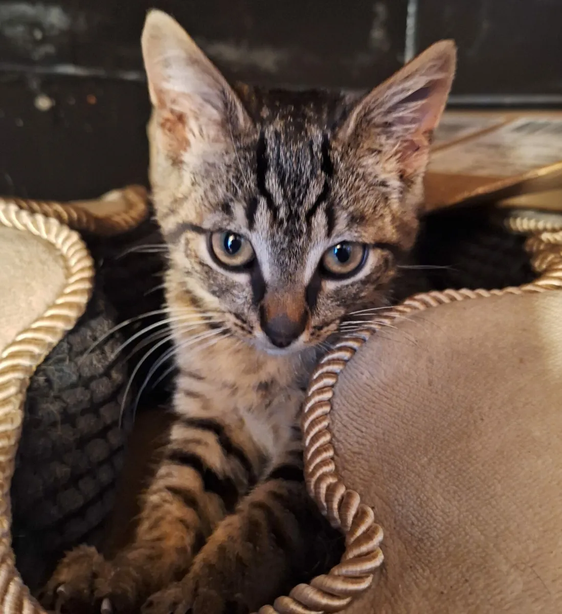 Stevie 3 months old tabby kitte - Image 1