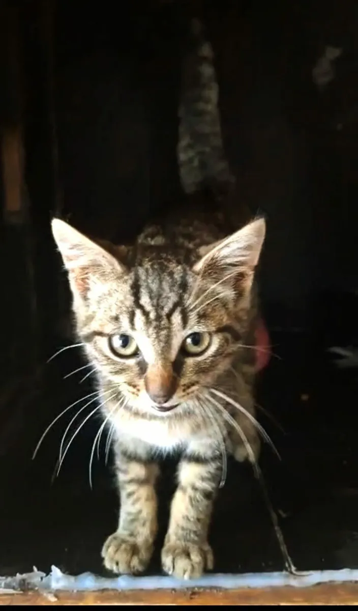 Stevie 3 months old tabby kitte - Image 2