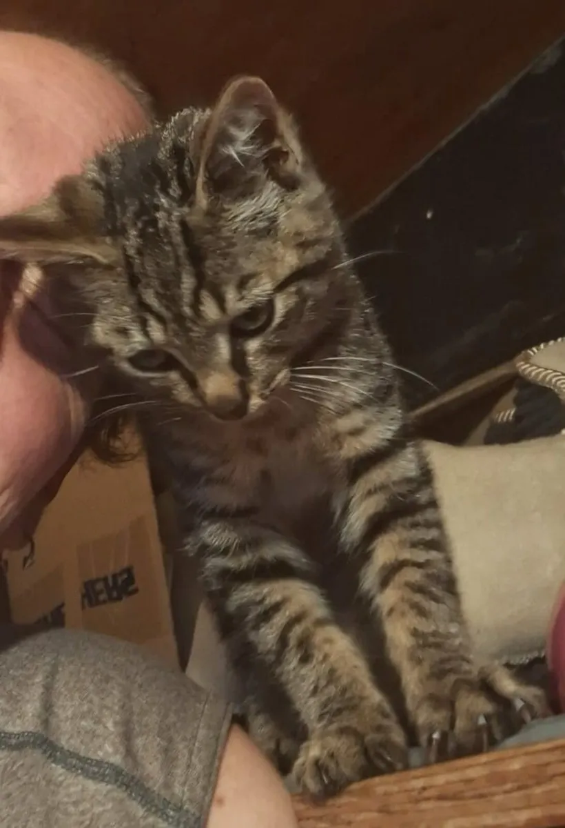 Stevie 3 months old tabby kitte - Image 3