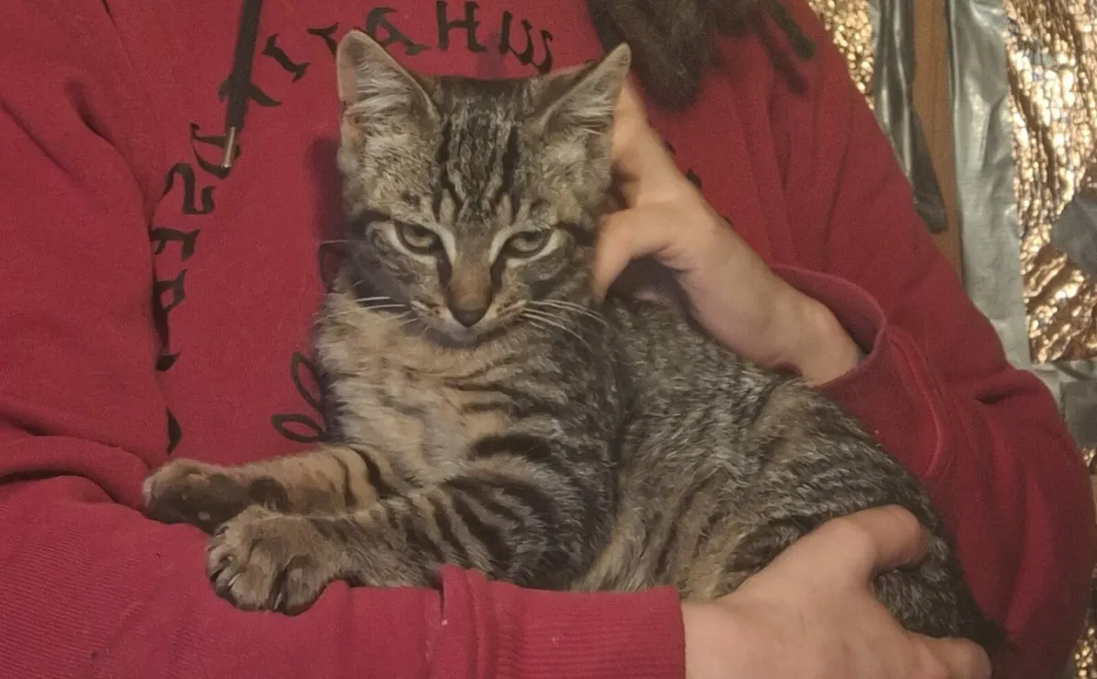 Stevie 3 months old tabby kitte - Image 4